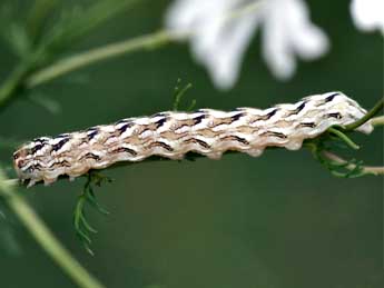  Chenille de Cucullia chamomillae D. & S. - ©Daniel Morel