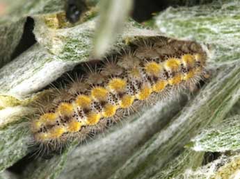  Chenille de Jordanita chloros Hb. - ©Daniel Morel