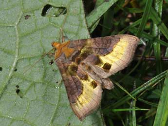 Diachrysia chrysitis L. adulte - Philippe Mothiron