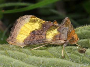 Diachrysia chrysitis L. adulte - ©Philippe Mothiron