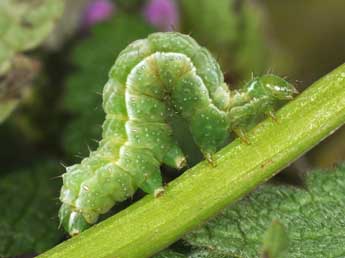  Chenille de Diachrysia chrysitis L. - ©Philippe Mothiron