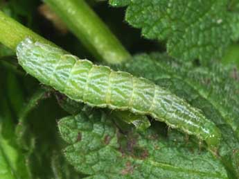  Chenille de Diachrysia chrysitis L. - ©Philippe Mothiron