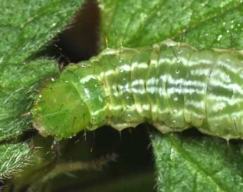  Chenille de Diachrysia chrysitis L. - Philippe Mothiron