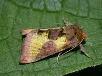 Diachrysia chrysitis L. adulte - Philippe Mothiron