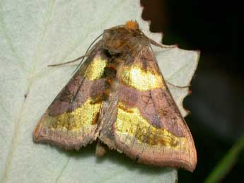 Diachrysia chrysitis L. adulte - Philippe Mothiron