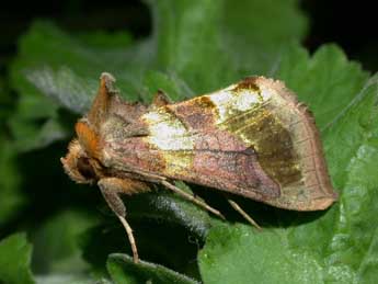 Diachrysia chrysitis L. adulte - ©Philippe Mothiron