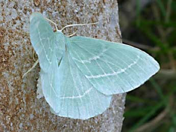 Hemistola chrysoprasaria Esp. adulte - Daniel Morel