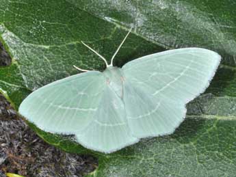 Hemistola chrysoprasaria Esp. adulte - Philippe Mothiron