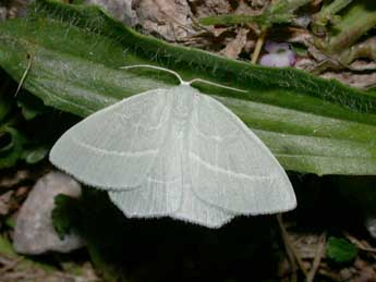 Hemistola chrysoprasaria Esp. adulte - ©Philippe Mothiron