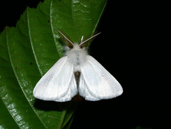 Euproctis chrysorrhoea L. adulte - ©Philippe Mothiron