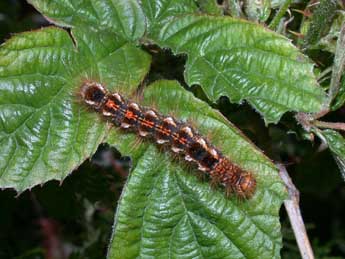  Chenille de Euproctis chrysorrhoea L. - Philippe Mothiron