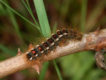  Chenille de Euproctis chrysorrhoea L. - Philippe Mothiron