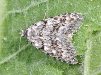 Nola cicatricalis Tr. adulte - Philippe Mothiron