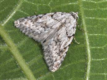 Nola cicatricalis Tr. adulte - Philippe Mothiron