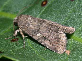 Spodoptera cilium Gn. adulte - Philippe Mothiron