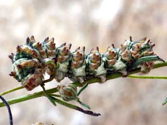  Chenille de Cucullia cineracea Frr - Daniel Morel