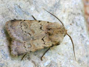 Agrotis cinerea D. & S. adulte - ©Daniel Morel