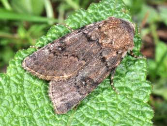 Agrotis cinerea D. & S. adulte - Philippe Mothiron