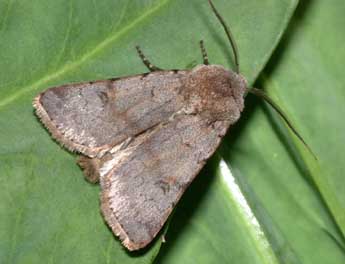 Agrotis cinerea D. & S. adulte - Philippe Mothiron