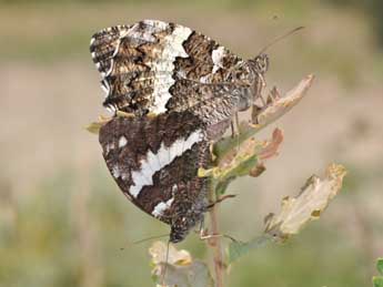 Brintesia circe F. adulte - ©Philippe Mothiron