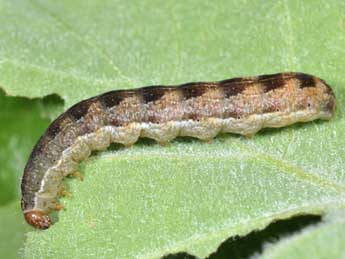  Chenille de Sunira circellaris Hfn. - ©Philippe Mothiron