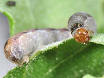  Chenille de Sunira circellaris Hfn. - Philippe Mothiron