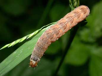  Chenille de Sunira circellaris Hfn. - ©Philippe Mothiron