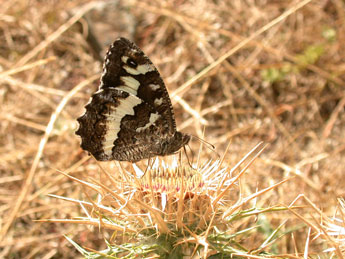 Brintesia circe F. adulte - Philippe Mothiron