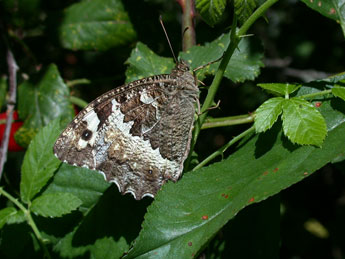 Brintesia circe F. adulte - Philippe Mothiron