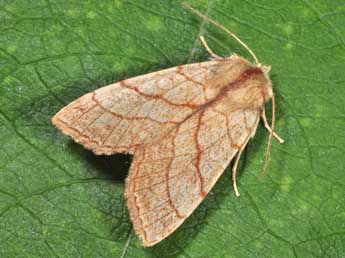 Tiliacea citrago L. adulte - Philippe Mothiron