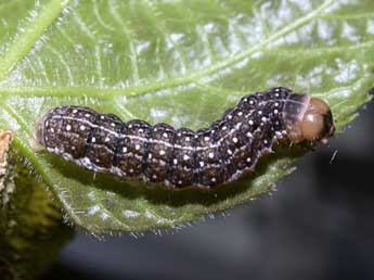  Chenille de Tiliacea citrago L. - ©Philippe Mothiron