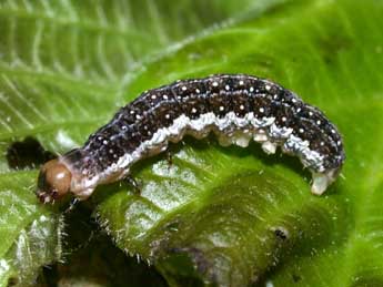  Chenille de Tiliacea citrago L. - ©Philippe Mothiron