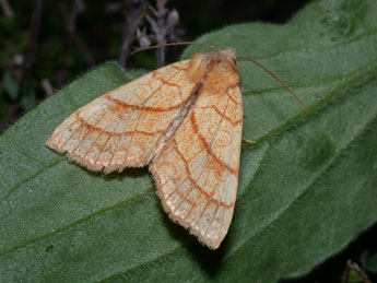 Tiliacea citrago L. adulte - ©Philippe Mothiron