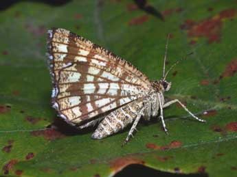 Chiasmia clathrata L. adulte - Philippe Mothiron