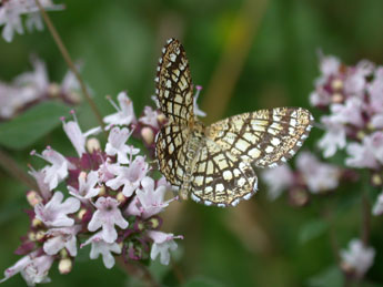 Chiasmia clathrata L. adulte - Philippe Mothiron