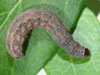  Chenille de Caradrina clavipalpis Scop. - Philippe Mothiron