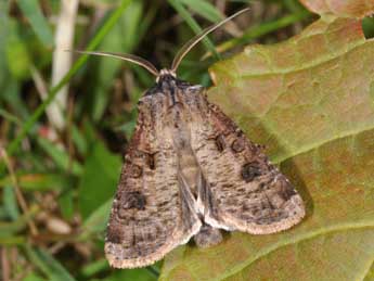 Agrotis clavis Hfn. adulte - ©Philippe Mothiron