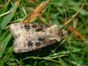 Agrotis clavis Hfn. adulte - Philippe Mothiron