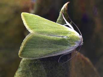 Earias clorana L. adulte - Philippe Mothiron