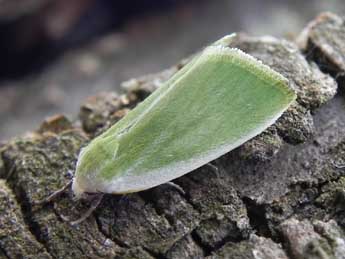 Earias clorana L. adulte - Philippe Mothiron