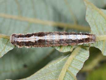  Chenille de Earias clorana L. - ©Philippe Mothiron