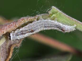  Chenille de Earias clorana L. - ©Philippe Mothiron