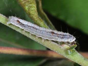  Chenille de Earias clorana L. - ©Philippe Mothiron