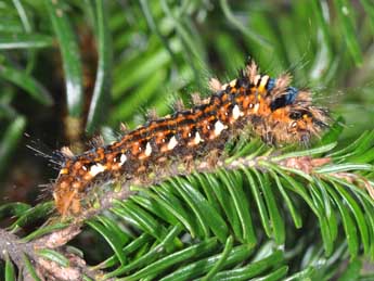  Chenille de Panthea coenobita Esp. - ©Philippe Mothiron