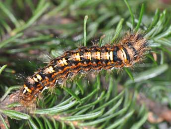  Chenille de Panthea coenobita Esp. - ©Philippe Mothiron