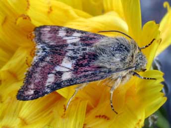 Schinia cardui Hb. adulte - ©Daniel Morel