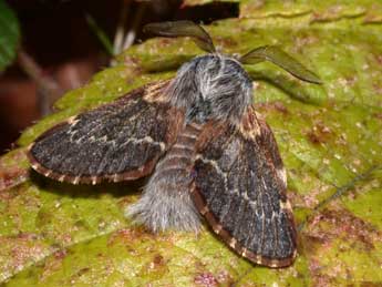 Poecilocampa populi coluchei Var. & Billi adulte - ©Philippe Mothiron