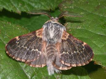 Poecilocampa populi coluchei Var. & Billi adulte - Philippe Mothiron