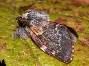 Poecilocampa populi coluchei Var. & Billi adulte - Philippe Mothiron