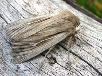 Leucania comma L. adulte - Daniel Morel